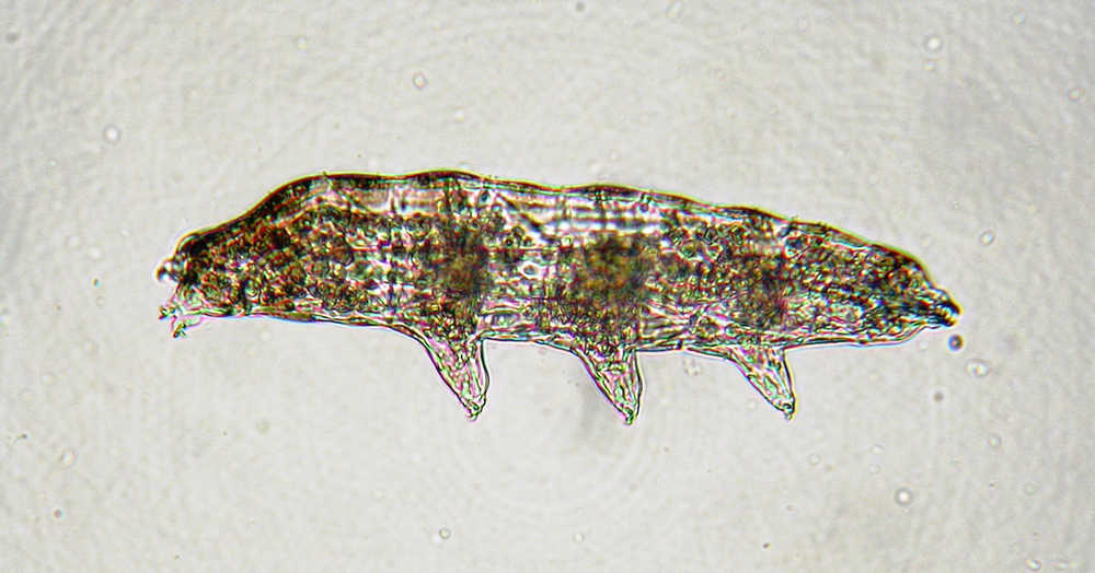 Side view of a moss piglet with the head on the right side of the photo, and the last of four pairs of legs on the left side.  This tardigrade is 0.4mm long and was collected on the Kenai National Wildlife Refuge. (Photo by Rebekah Brassfield, Kenai National Wildlife Refuge)