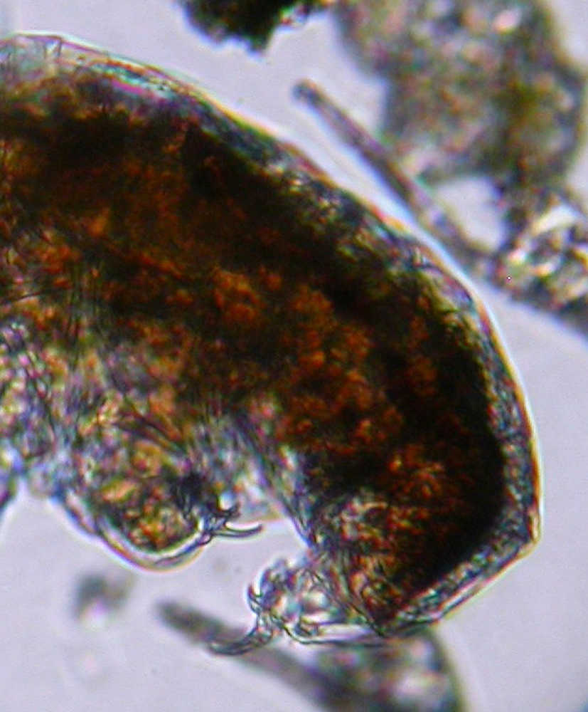 Close-up view of a tardigrade's claws that can range from two small 'Y' shaped points to oddly-shaped barbed fish hooks depending on the species. (Photo by Rebekah Brassfield, Kenai National Wildlife Refuge)