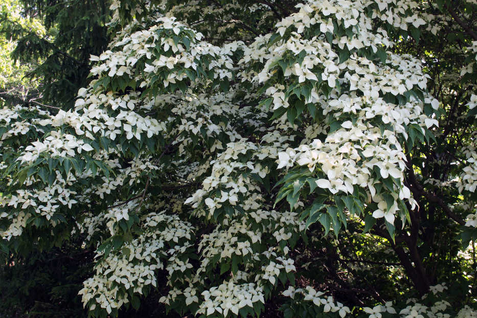 In this undated photo, the white bracts of a kousa dogwood make the tree a beautiful sight to behold in summer and are shown here in New Paltz, NY. (Lee Reich via AP)