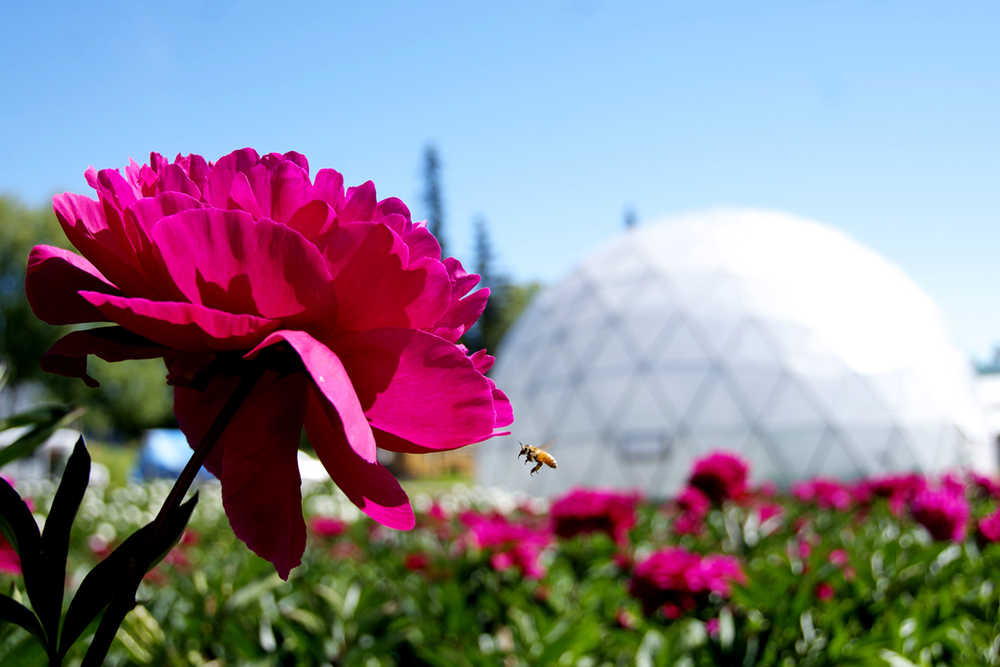 A peony for your thoughts