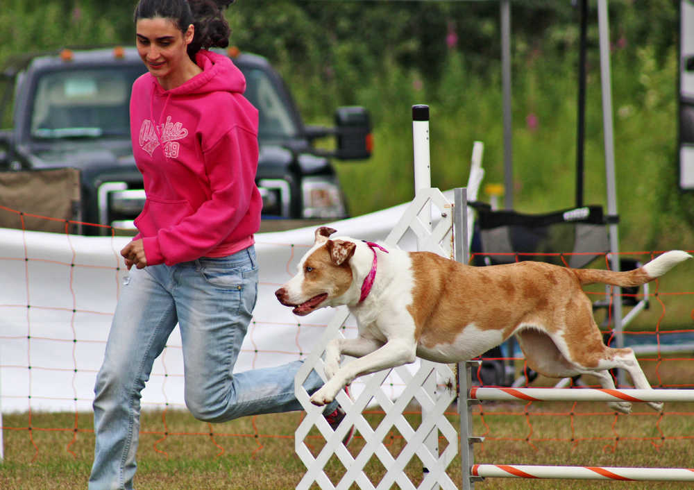 Ben Boettger/Peninsula Clarion Miranda Rizzo and her border collie-pit bull mix Val compete in a novice agility course at the Kenai Kennel Club's annual dog show on Saturday, July 9 at Skyview Middle School in Soldotna.