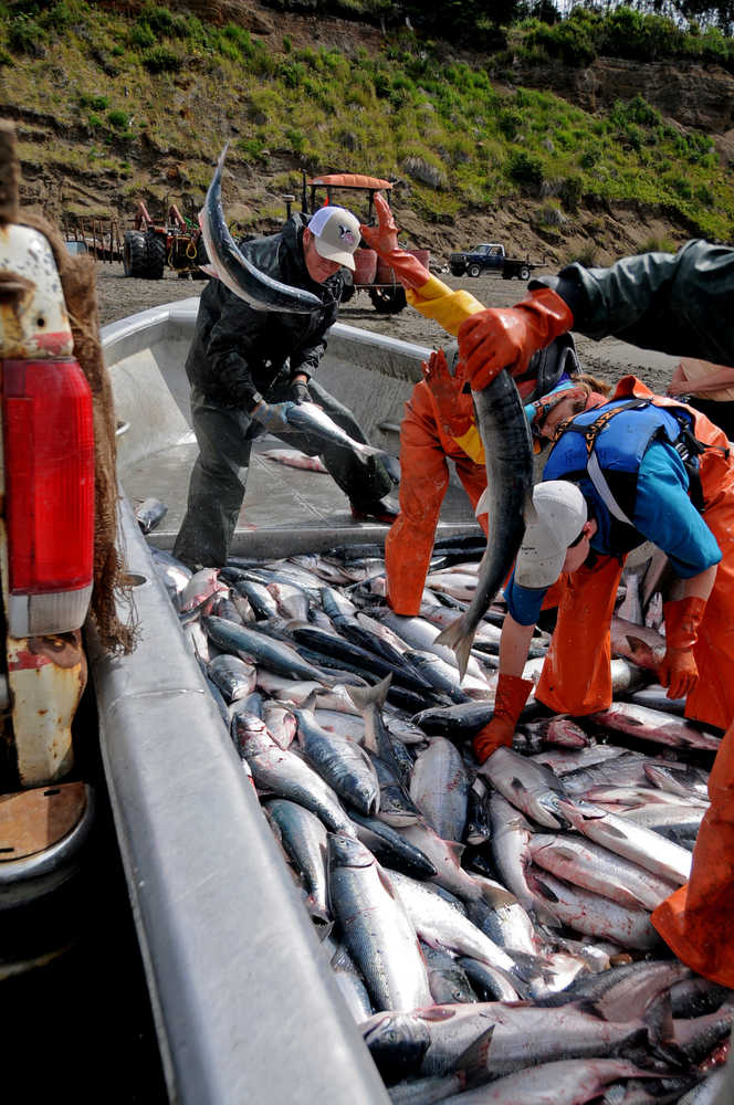 Photo by Elizabeth Earl/Peninsula Clarion Crew members on the Barnes' setnet site sort fish near Nikiski, Alaska on Monday, July 11, 2016. The Kenai and East Forelands setnets opened for their first regular period Monday.