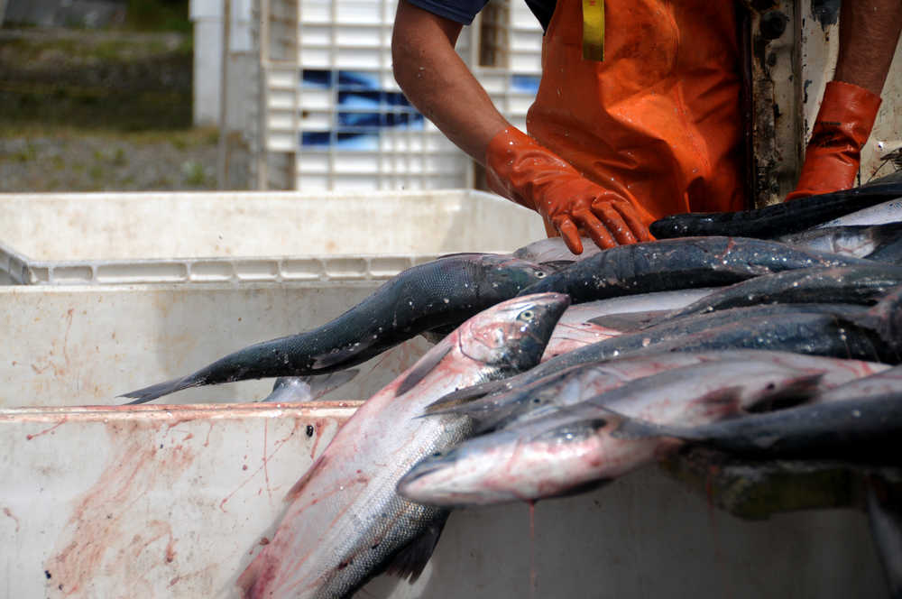 Photo by Elizabeth Earl/Peninsula Clarion Workers at Alaska Salmon Purchasers in Nikiski, Alaska sort fish from a setnet site Monday, July 11, 2016. The Kenai and East Forelands setnets opened for their first regular period Monday.