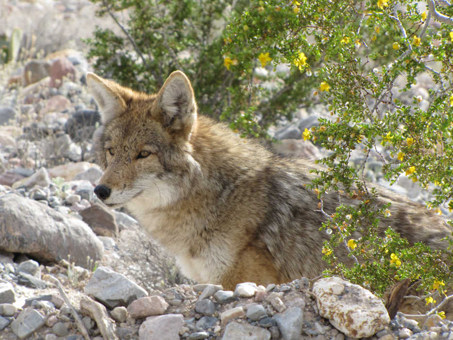Coyotes, now common on the Kenai Peninsula, naturally colonized the peninsula in the early 1900s.  They are perhaps the most adaptable carnivore in North America.