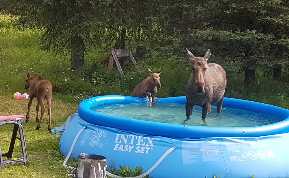Anthony Havrilla shared this photo of pool guests in his yard off Ciechanski Road in the Kalifornsky Beach area. He says it's the second year they've had pool guests. (Photo courtesy Anthony Havrilla)