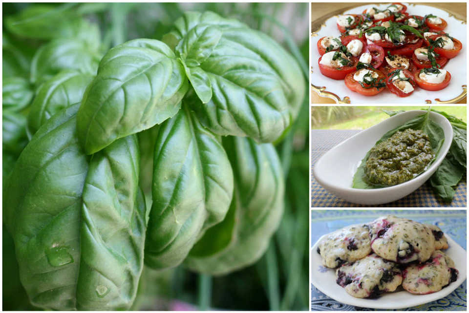 Basil, the 'King of Herbs,' bursts with summer flavor