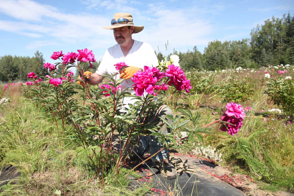 Photo by Kelly Sullivan/ Peninsula Clarion Richard Repper disbuds plants Echo Lake Peonies, the operation he runs with wife Irene Repper on Tuesday, July 19, 2016 in Soldotna, Alaska.