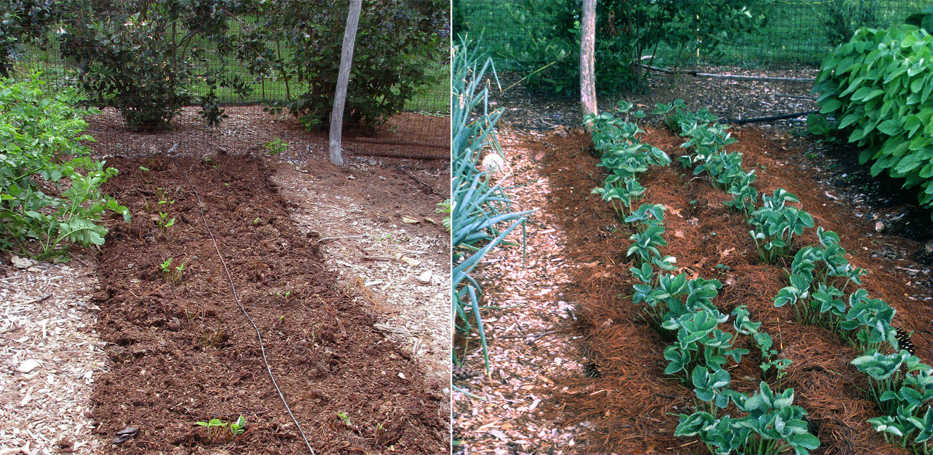 This undated combination photo taken in New Paltz, N.Y., shows a strawberry bed, left, after being renovated, and at right a few weeks later, readying for next spring's crop. (Lee Reich via AP)