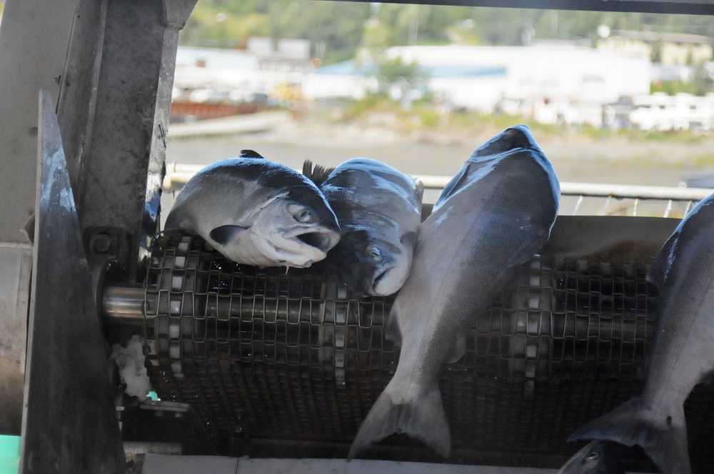 Photo by Elizabeth Earl/Peninsula Clarion Sockeye salmon fall onto the sorting belt at Pacific Star Seafoods on Wednesday, July 21, 2016 in Kenai, Alaska. Upper Cook Inlet commercial fishermen have brought in more than 1.6 million sockeye salmon this season as of July 19, according to the Alaska Department of Fish and Game.