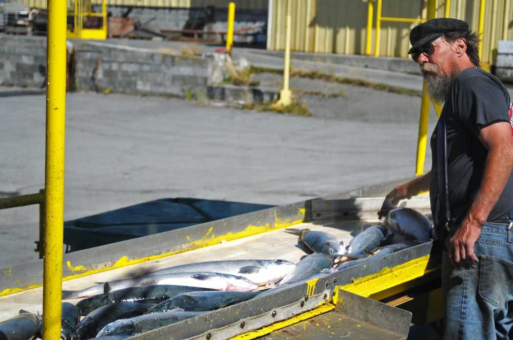 Photo by Elizabeth Earl/Peninsula Clarion Pacific Star Seafoods Dock Manager Mike Johnson sorts sockeye salmon at the processor's dock on Wednesday, July 21, 2016 in Kenai, Alaska. Upper Cook Inlet commercial fishermen have brought in more than 1.6 million sockeye salmon this season as of July 19, according to the Alaska Department of Fish and Game.