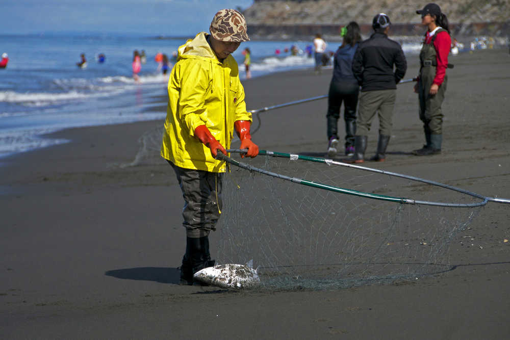 Photo by Elizabeth Earl/Peninsula Clarion A dipnetters hauls in a sockeye salmon he caught at the Kenai beach in Kenai, Alaska on Sunday, July 10, 2016. The popular Kenai River personal use dipnet fishery opened Sunday at 6 a.m. and will be open until July 31.