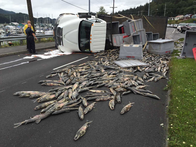 A  truck carrying chum salmon to a cannery in Juneau rolled Monday afternoon, spilling the fish across three of the highway's four lanes and backing up traffic for about 90 minutes. (Photo by Michael Penn, Juneau Empire)