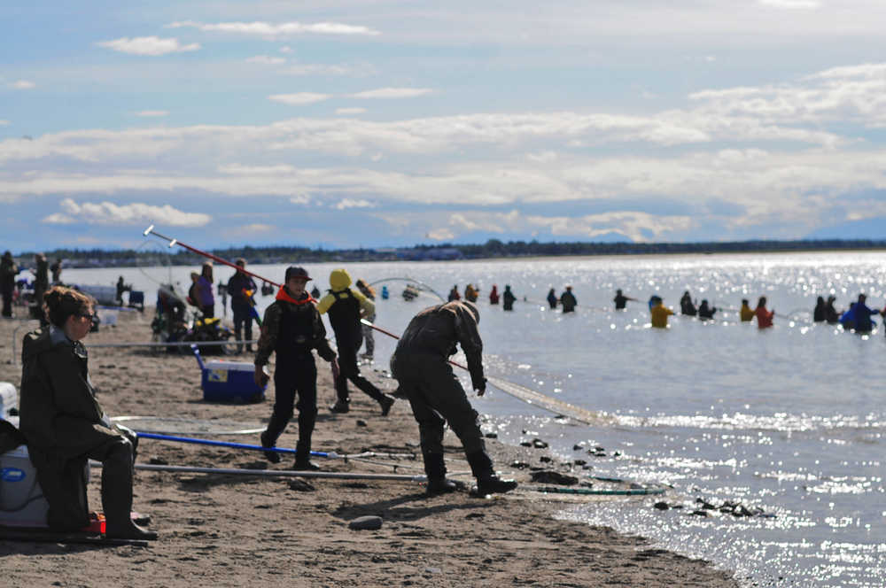 Photo by Elizabeth Earl/Peninsula Clarion Dipnetters haul a salmon onto the north Kenai beach on Wednesday, July 27, 2016 in Kenai, Alaska. The popular Kenai River personal use dipnet fishery, which opened July 10, will close Sunday for the year. Thousands of Alaskans have come to the beaches and camped in tents, tarps and RVs to get their annual limit of sockeye salmon from the Kenai River.