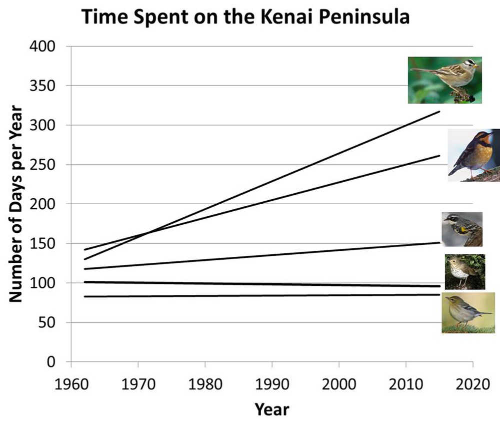 ebird and other records from local birders suggest that the migration window of Swainson's Thrush and Blackpoll Warblers is hard-wired.  In contrast, some White-crowned Sparrows and Varied have become year-round residents, increasing their stay on the Kenai Peninsula by 150- 200 days since the 1960s. Yellow-rumped Warblers arrive at the same time, but stay 41 days longer in the fall.  (Photo credits:  D. Menke (Varied Thrush), F. Miles (Yellow-rumped Warbler),  B. Dyer (Swainson's Thrush), L. Karney (White-crowned Sparrow) , D. Dewhurst (Blackpoll Warbler))