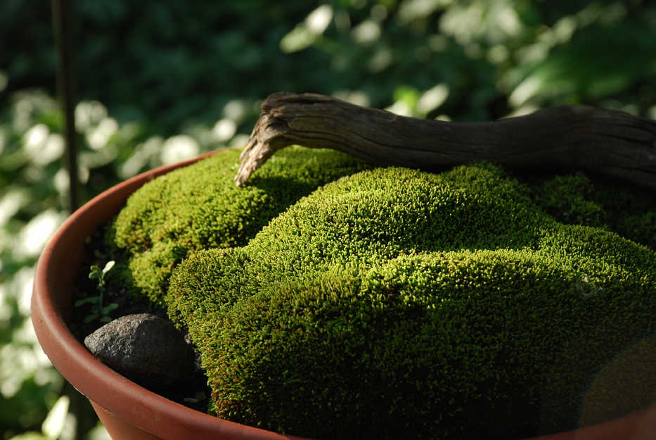 This undated photo provided by Dale Sievert shows moss growing in a pot in Sievert's garden in Waukesha County, Wisconsin. Moss is a versatile plant to use in the garden, providing year-round green in everything from containers to a full lawn. (Dale Sievert via AP)