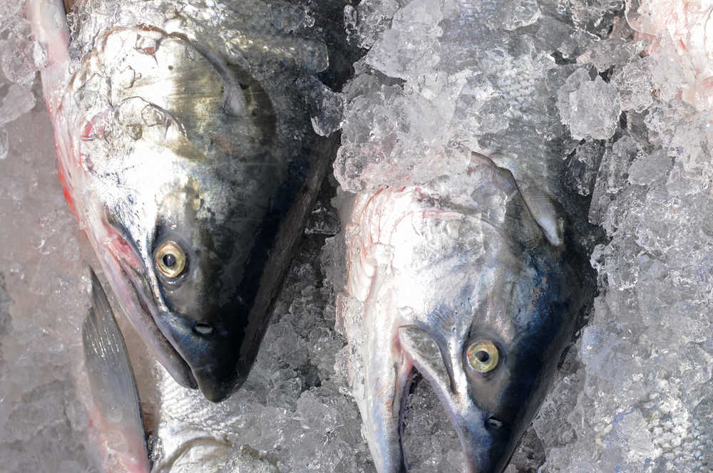 Photo by Elizabeth Earl/Peninsula Clarion Fresh salmon on ice wait to be delivered to Kenai Wild Salmon Co. customers on Tuesday, July 26, 2016 in Soldotna, Alaska. Chuck Lindsay, one of the owners, is a direct seafood marketer, taking part of his catch directly to customers rather than going through a processor.