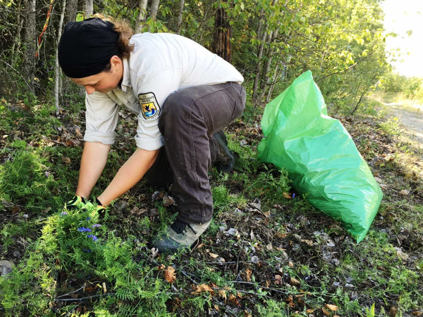 Photo courtesy Kenai National Wildlife Refuge Joel Stone, a biological intern at Kenai National Wildlife Refuge, pulls bird vetch growing on private lands in a coordinated effort to eradicate this invasive plant from the Kenai Peninsula.