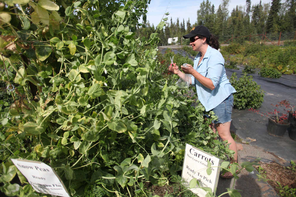 Photo by Kelly Sullivan/ Peninsula Clarion Cori McKay picks from a plethora of snow peas Wednesday, Aug. 3, 2016, at Jackson Gardens in Kasilof, Alaska.