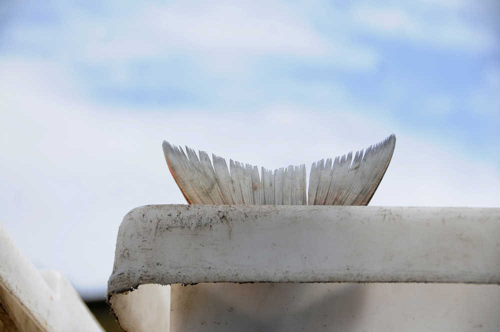 Photo by Elizabeth Earl/Peninsula Clarion A sockeye salmon's tail protrudes above the edge of a bin on a setnet site on Monday, July 11, 2016 near Kenai, Alaska. Though the preseason forecasts predicted a larger-than-average sockeye salmon run to Upper Cook Inlet and the first few days of commercial fishing looked promising, the run has not lived up to the forecast.