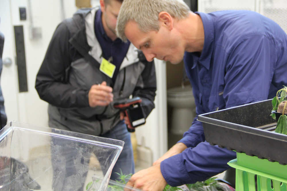 Photo by DJ Summers/Alaska Journal of Commerce Greatland Ganja owner Leif Abel displays fledgling cannabis clones for Alcohol and Marijuana Control Office officer Joe Bankowski (background) to tally on the state's tracking system, METRC.