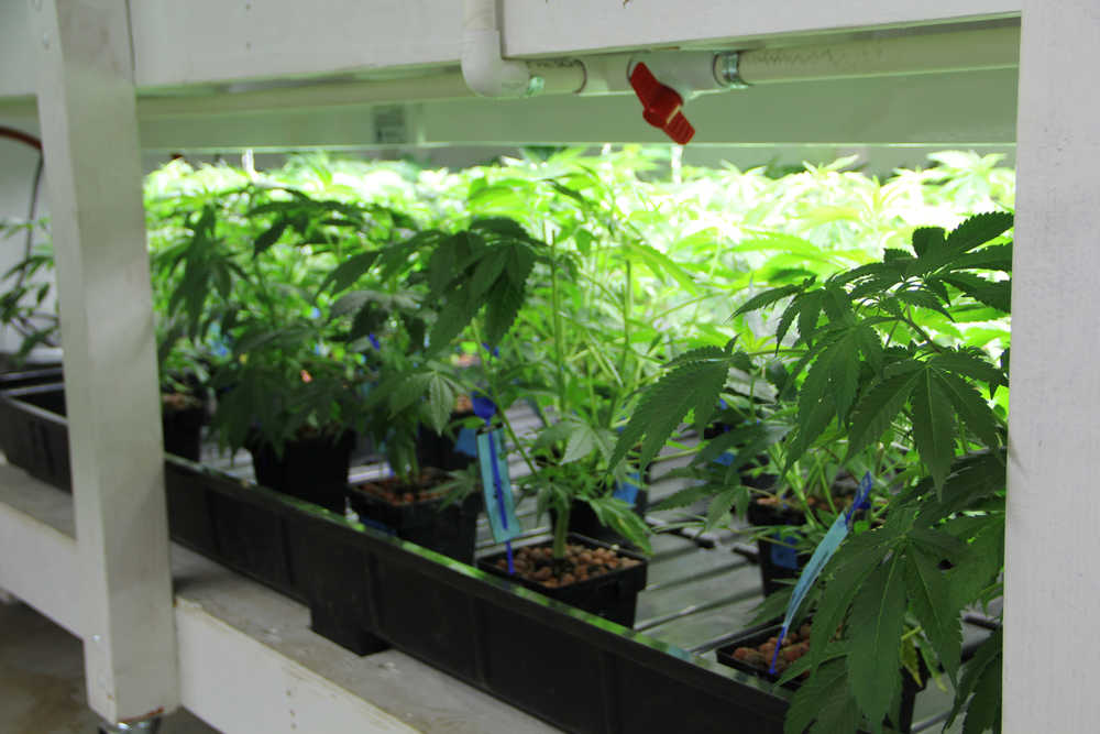 Photo by DJ Summers/Alaska Journal of Commerce Cannabis clones sit on a rack in Greatland Ganja's Kasilof farm. After growing to the required size, the plants will be moved from the indoor grow room to an outdoor greenhouse. Each carries a tag that registers the plant's type and the overall quantity of plants in the facility.