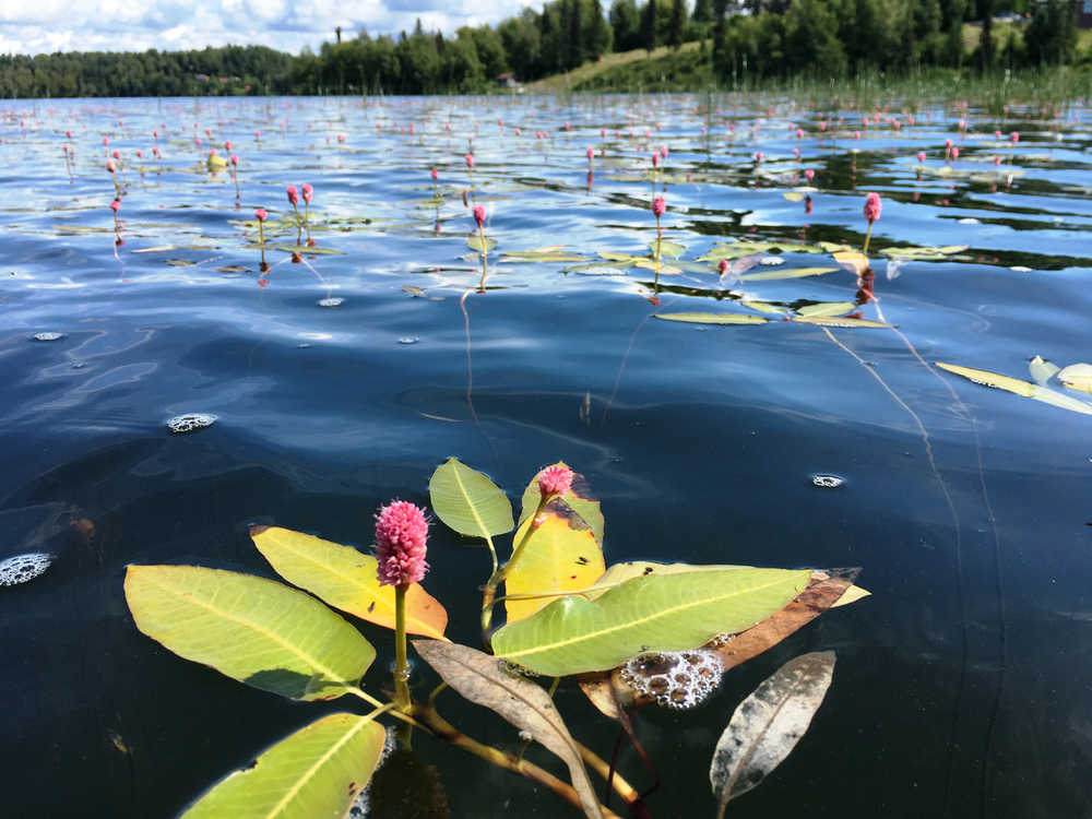 Photo courtesy Kenai National Wildlife Refuge Water smartweed (Polygonum amphibium) grows on the surface of Daniels Lake in Nikiski.