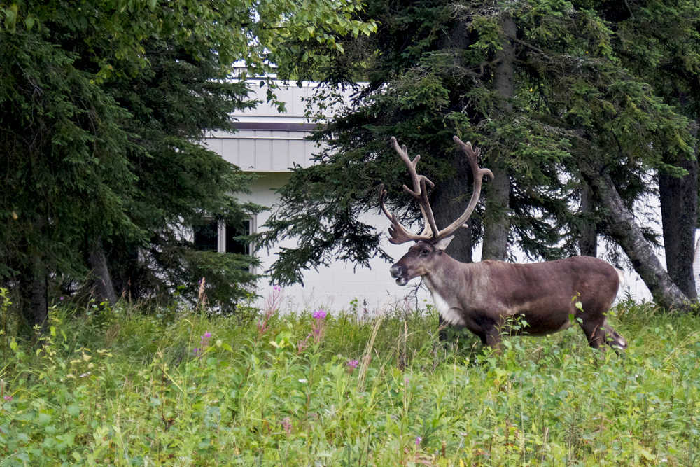 Photo by Elizabeth Earl/Peninsula Clarion After making a trot through the neighborhood, a caribou stops to munch on some fresh greens near Kenai Central High School on Saturday, Aug. 13, 2016 in Kenai, Alaska.