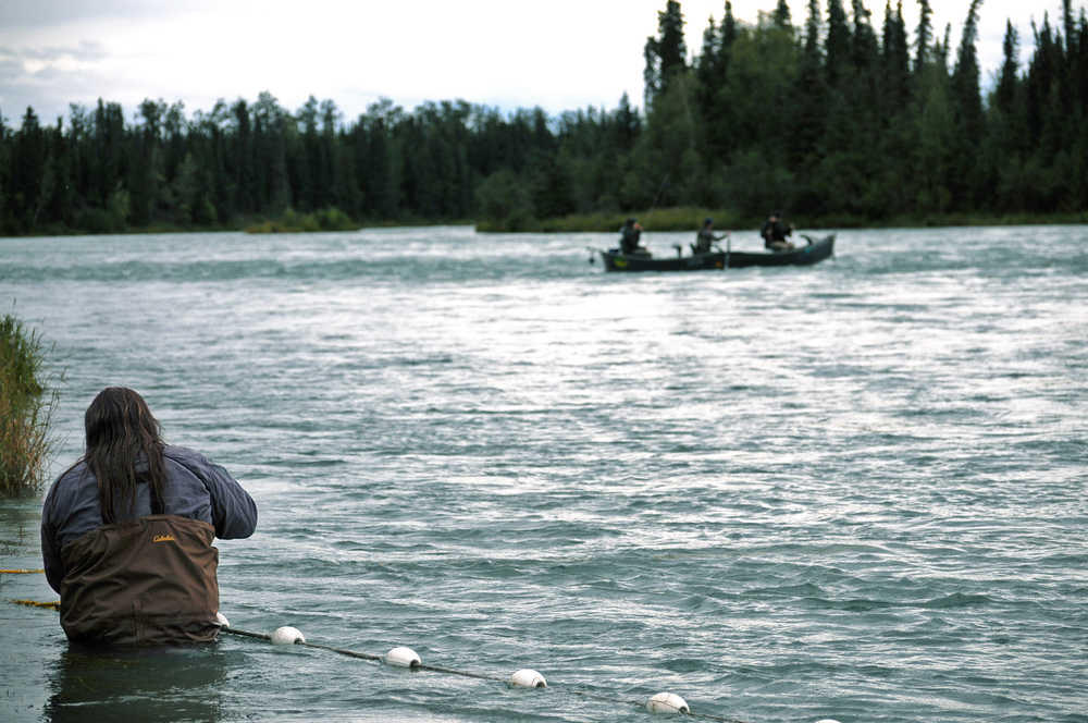 Photo by Elizabeth Earl/Peninsula Clarion A once-hooked sockeye salmon bares its teeth after being caught in the Ninilchik Traditional Council's subsistence gillnet on the Kenai River on Sunday, Aug. 14, 2016 near Soldotna, Alaska. The tribe gained approval for the controversial net on July 27 and was able to fish it until Aug. 15.