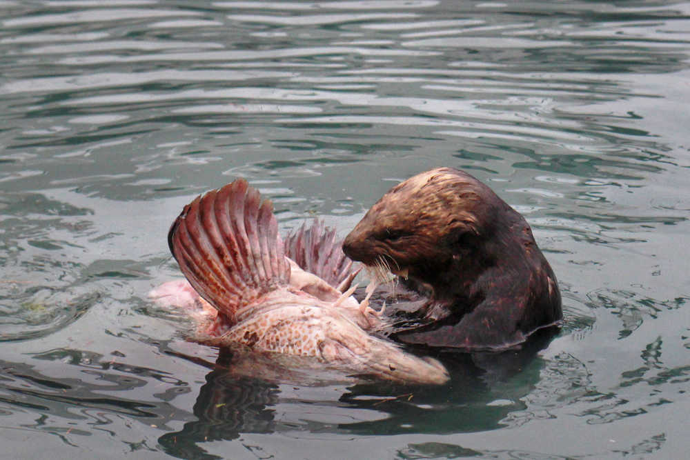 Ben Boettger/Peninsula Clarion  A sea otter rips a tasty mouthful out of  a lingcod in Seward's small boat harbor on Saturday, August 13, 2016 in Seward, Alaska.