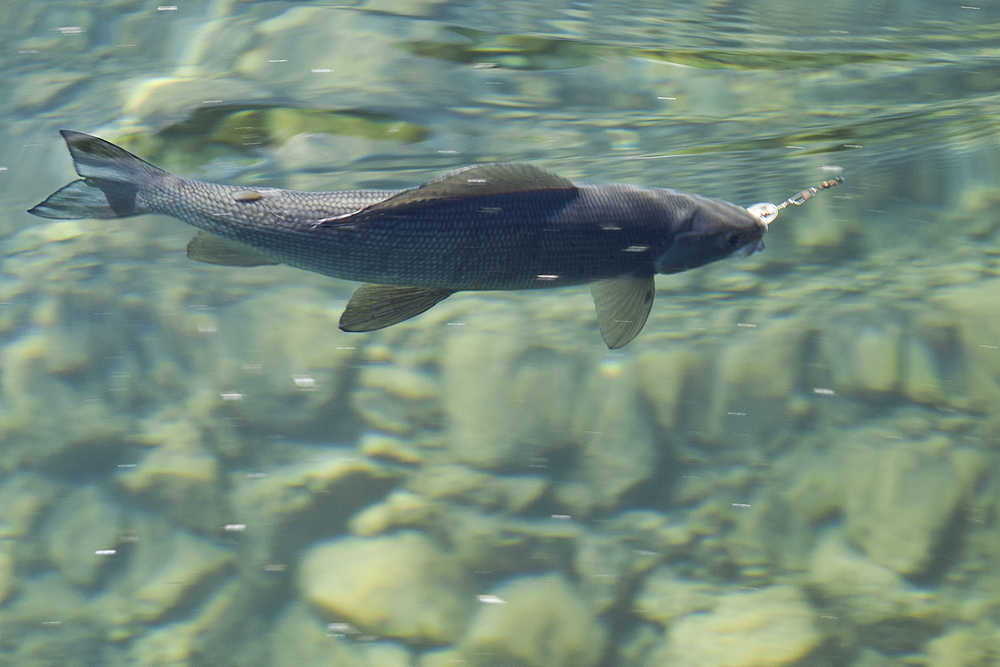 Photo by Rashah McChesney/Peninsula Clarion  A grayling bites a silver spinner at Crescent Lake on June 15, 2015 in the Chugach National Forest.