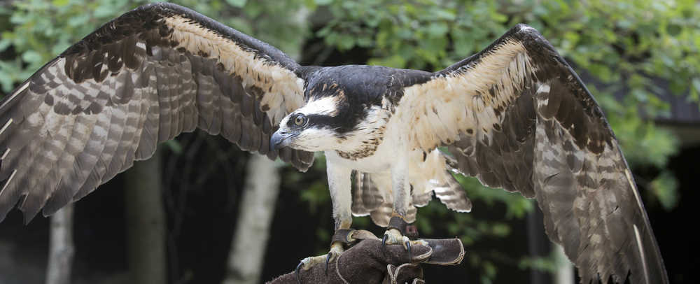 In this photo taken Monday Aug. 15, 2016, a captive Osprey is seen at the Squam Lakes Natural Science Center in Holderness, N.H. Iain MacLeod, a researcher at the center, is using solar-powered satellite transmitters attached to the backs of juvenile and adult Ospreys to track the international migrations of birds nesting in the Northeast. (AP Photo/Jim Cole)