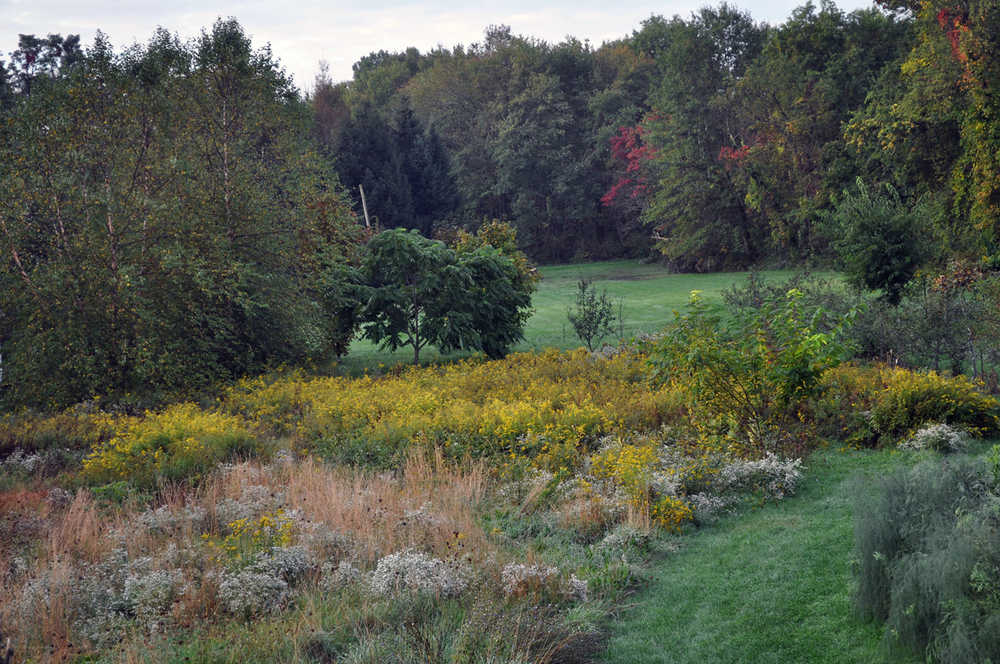 In this undated photo taken in New Paltz, N.Y., a path is shown mown through this meadow of goldenrod, asters and other flowering plants, inviting a stroll through this backyard meadow. (Lee Reich via AP)