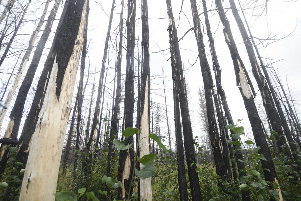 Grass and bushes grow up around the burnt trees left in the wake of the 2014 Funny River Fire, pictured Tuesday, Aug. 23, 2016 at the trailhead of the Funny River Horse Trail at Mile 7 of Funny River Road in Alaska. The lack of a large fire this season allowed area agencies to focus on preventative work, such as improving a fuel break in the Funny River area.