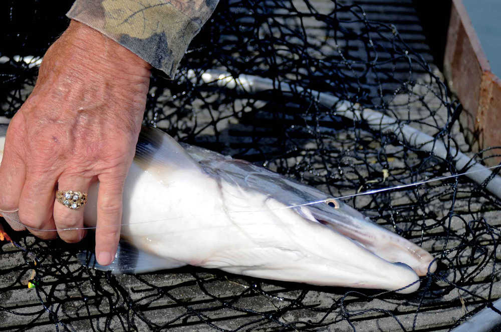 Photo by Elizabeth Earl/Peninsula Clarion An angler untangles a pink salmon from a net and fishing line on a fishing boardwalk on Wednesday, Aug. 24, 2016 in Soldotna, Alaska.