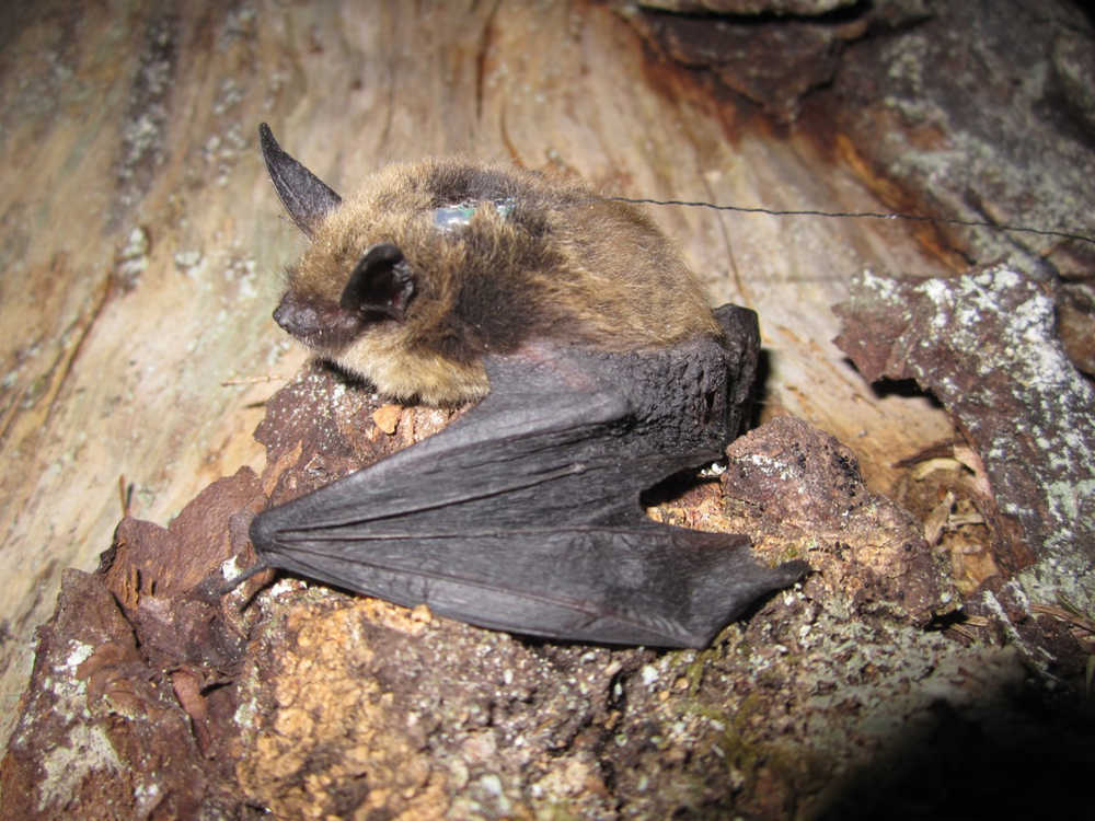 Fish and Game applied a radio tag to this Keen's myotis bat as part of their research for the Threatened, Endangered and Diversity Program.