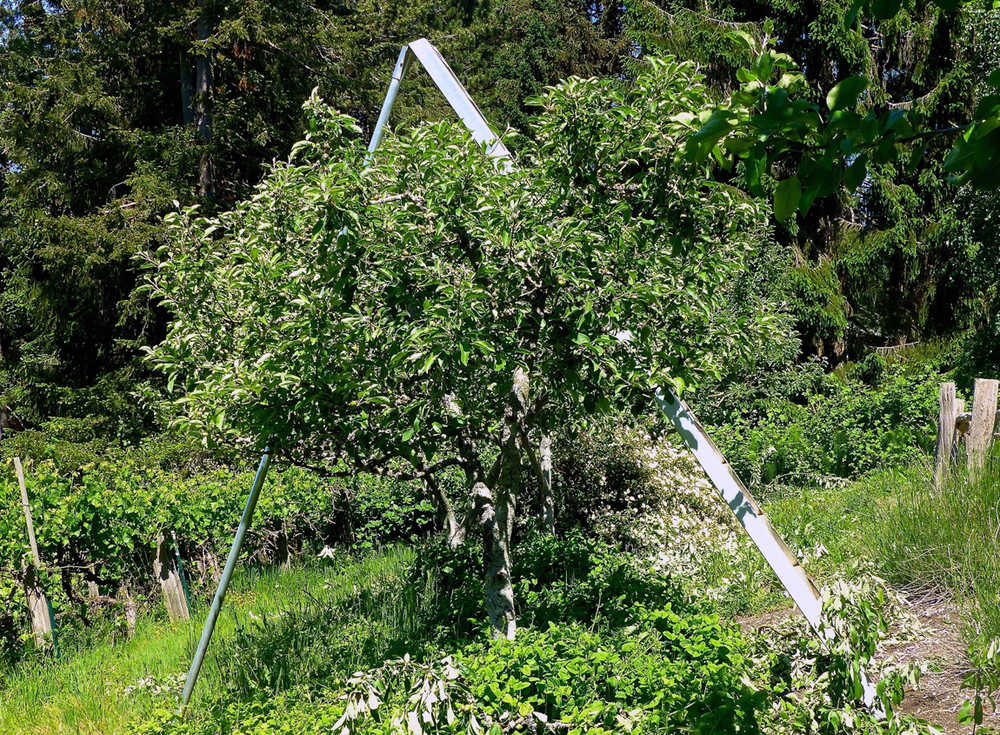 This May 13, 2016 photo shows apple trees in a Langley, Wash., orchard. Smaller fruit trees are safer and easier to manage than the standard varieties. Choosing the right rootstock will result in miniature orchards, like these apple trees shown here. But even dwarf trees need to be pruned and trained to keep their fruit closer to the ground. (Dean Fosdick via AP)