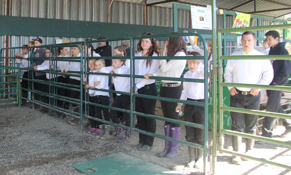 Turkeys & Geese & Pigs OH MY! Another great Kenai Peninsula Fair