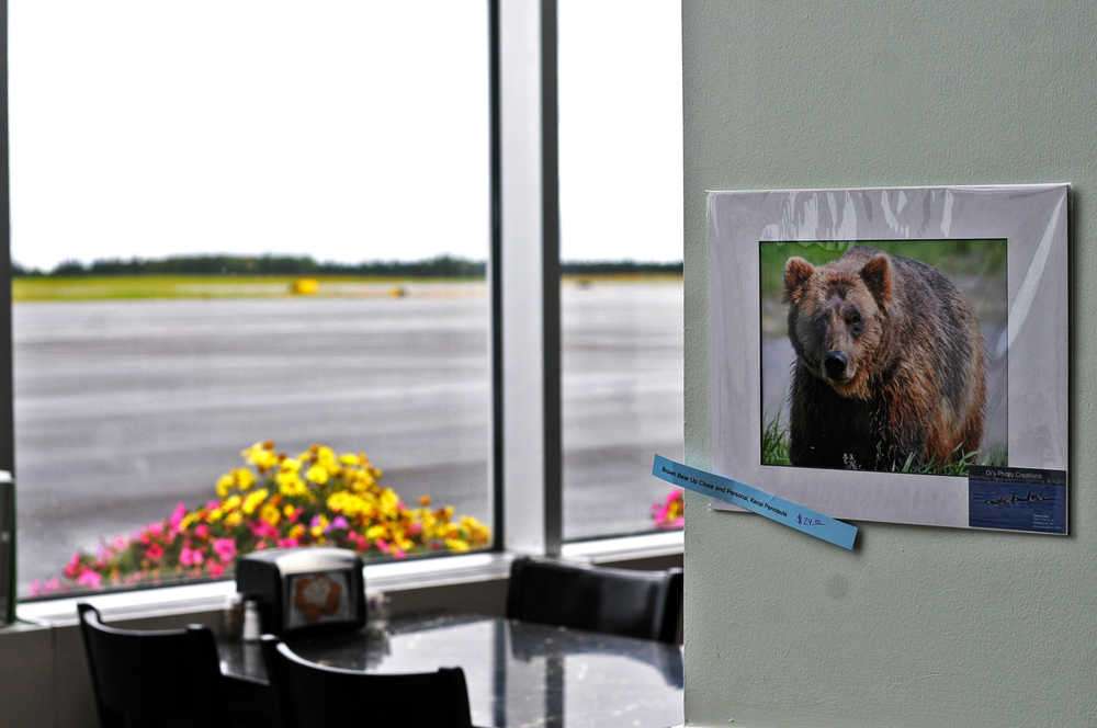 A brown bear watches over the new seating area at Double O Express in the Kenai Airport on Tuesday, Aug. 23, 2016 in Kenai, Alaska. The restaurant recently moved from its location next to the Bow Bar in Old Town to a brick-and-mortar location in the airport that used to house Odie's Deli.