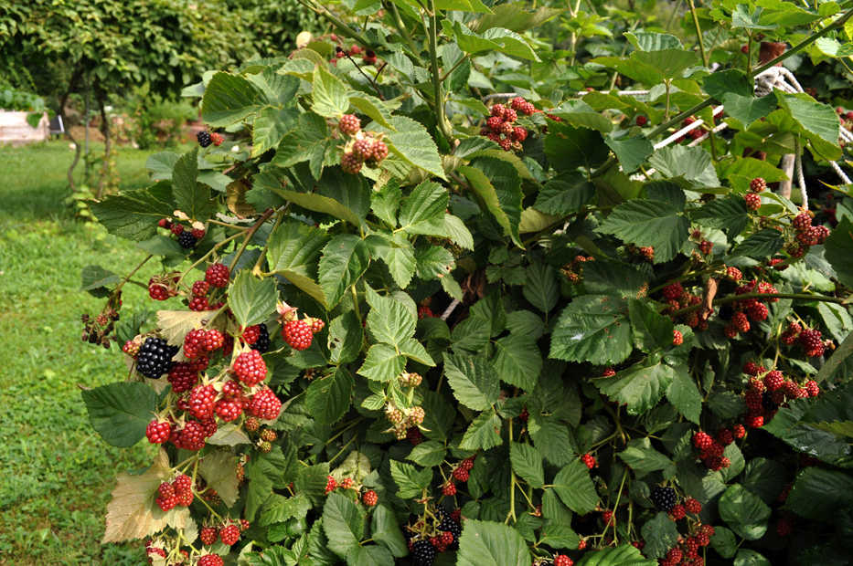 This undated photo provided by Lee Reich shows blackberries growing in New Paltz, N.Y. No need to fear here; canes bearing this heavy crop of blackberries are thornless, so won't "bite" you. (Lee Reich via AP)