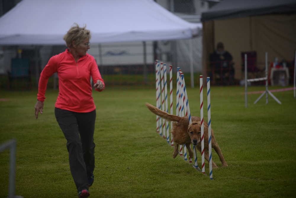 Photo by Kelly Sullivan/ Peninsula Clarion Cheryl Laudent and her dog Porter race through the weaving portion of the agility competition Sunday, Sept. 4, 2016 at the Kenai Little Fields in Kenai, Alaska.