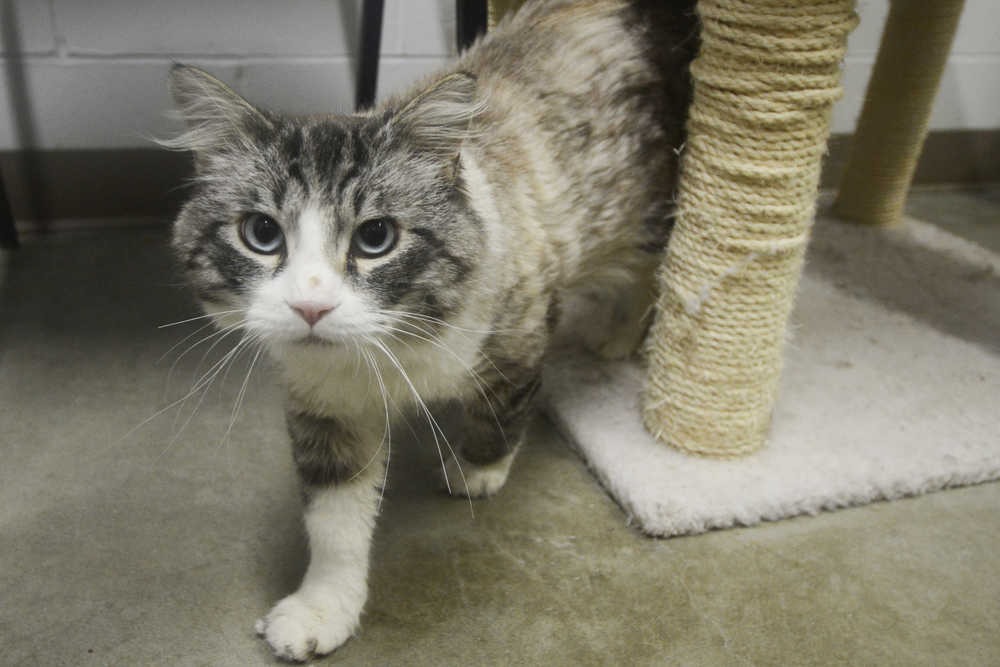 Photo by Megan Pacer/Peninsula Clarion Walker, an older male cat, stretches his legs outside of his kennel Tuesday, Sept. 6, 2016 at the City of Kenai Animal Shelter in Kenai, Alaska. Walker is one of 14 felines being housed at the shelter right now, said Animal Control Officer Stacie Mallette. Having up to 17 cats at a time is the most comfortable, she said, though the shelter can hold more. It is common to see many cats and dogs being turned in to the shelter as temperatures begin to drop and send animals to sheds and porches to keep warm, Mallette said.