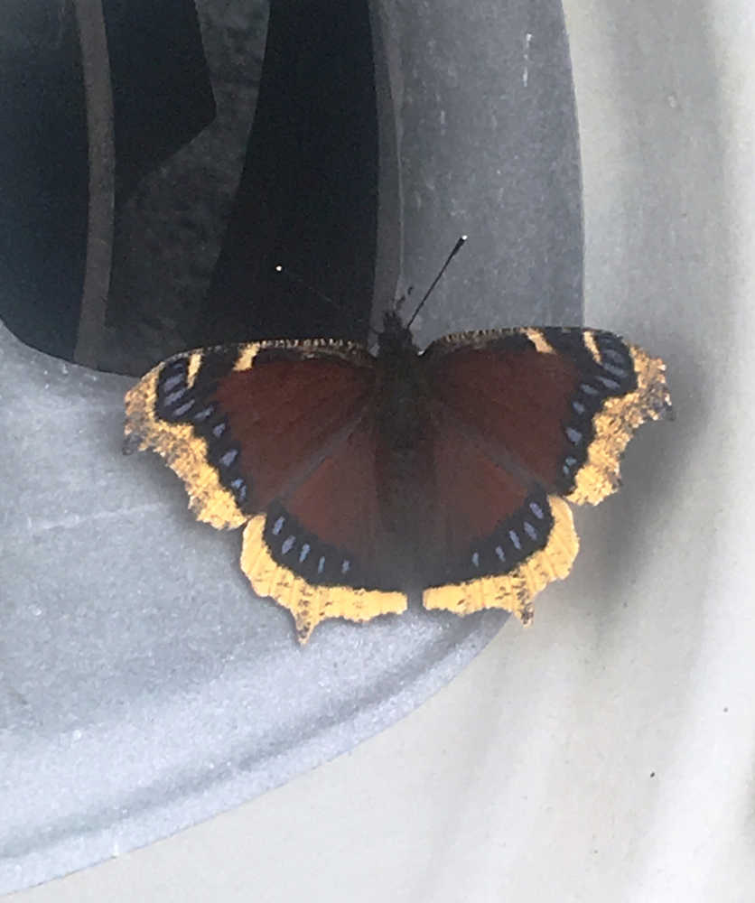 This Mourning Cloak was visiting tires at the Kenai National Wildlife Refuge headquarters on Aug. 24. It may be licking mineral salts picked up from roads. (Photo by Todd Eskelin, USFWS)