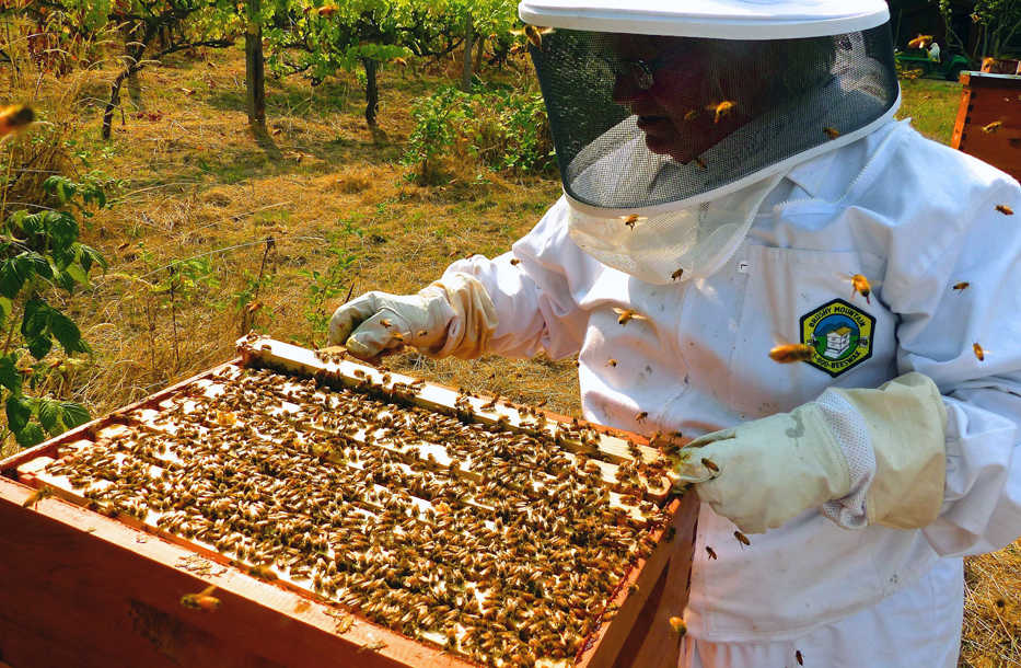 This Aug. 2, 2015 photo taken in Langley, Wash., shows a beekeeper pulling frames from a box to check honey and larvae production. Marking the hives and frames with a registered brand is one way to recover stolen hives. Opportunistic "bee rustlers" bolster their honeybee numbers with pilfered hives and frames. Bee hive burglaries are difficult to prevent but there are a number of ways to catch a thief. (Dean Fosdick via AP)