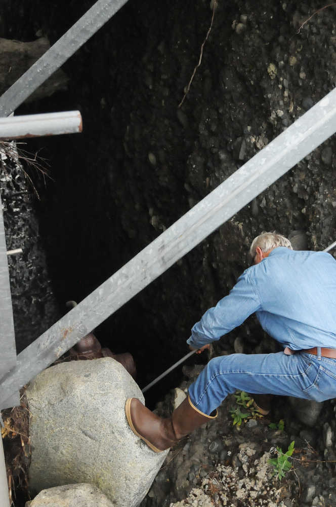 Photo by Elizabeth Earl/Peninsula Clarion Cook Inlet Aquaculture Association Executive Director Gary Fandrei points a GoPro camera on a pole beneath the organization's Paint River fish ladder to get a picture of a potential leak Friday, Sept. 2, 2016 near the McNeil River State Game Sanctuary and Refuge, Alaska. Cook Inlet Aquaculture Association operates the fish ladder to allow salmon to pass into the upper reaches of the remote river system to spawn.