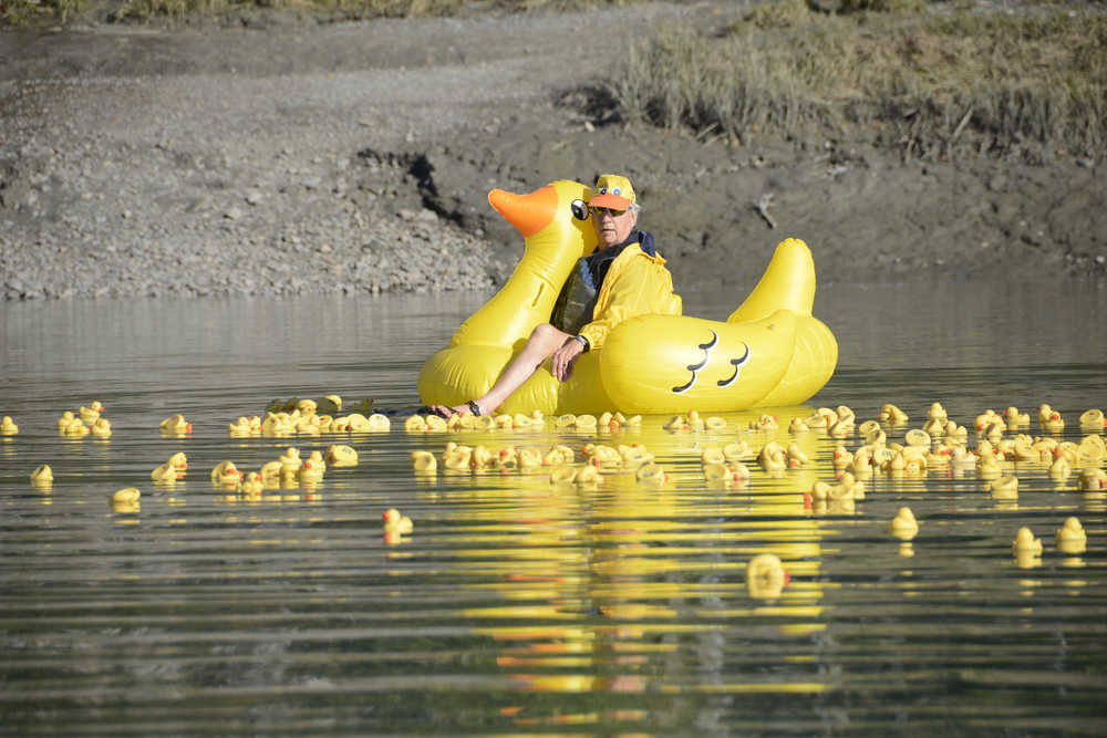Photo by Megan Pacer/Peninsula Clarion Kenai Lions Club secretary and tresurer Dennis Swarner guides about 550 rubber ducks safely toward the finish line on the Kenai River during the organization's 20th Rubber Ducky Race fundraiser Saturday, Sept. 10, 2016 at Cunningham Park in Kenai, Alaska. This is the largest general fundraiser for the Kenai Lions Club, which is celebrating its 50th anniversary.