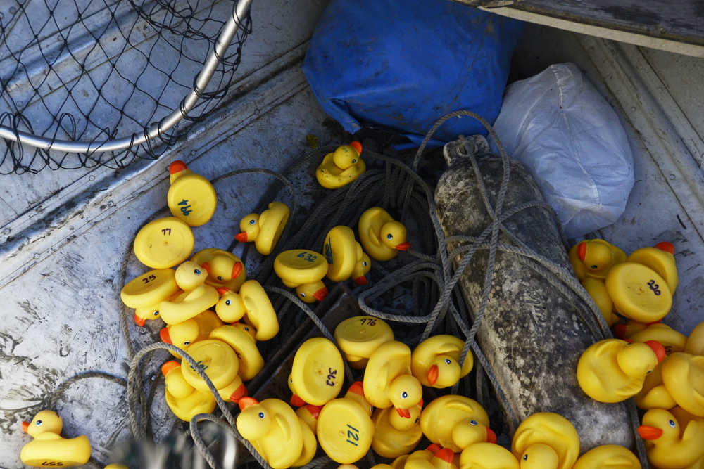 Photo by Megan Pacer/Peninsula Clarion Rubber ducks sit in the bottom of a boat after being scooped out of the Kenai River during the Kenai Lions Club's 20th Rubber Ducky Race fundraiser Saturday, Sept. 10, 2016 at Cunningham Park in Kenai, Alaska. This is the largest general fundraiser for the Kenai Lions Club, which is celebrating its 50th anniversary.