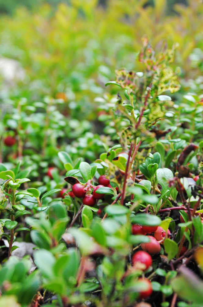 Photo by Elizabeth Earl/Peninsula Clarion Lowbush cranberries grow on a hillside along the Seven Lakes Trail near Hidden Lake on Aug. 14, 2016 on the Kenai National Wildlife Refuge, Alaska.