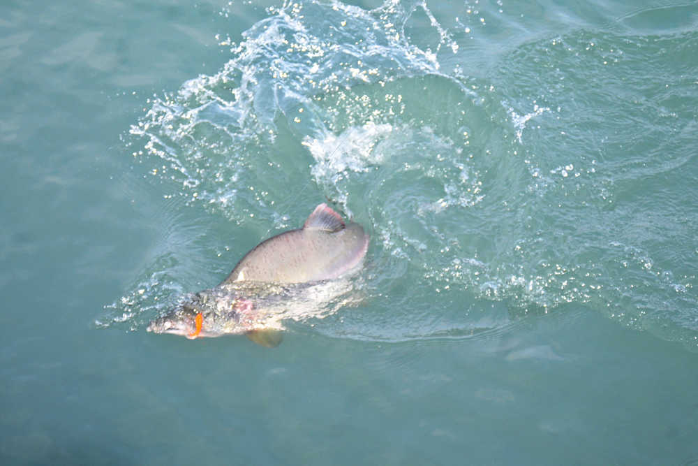 Photo by Elizabeth Earl/Peninsula Clarion A pink salmon fights to escape an angler's hook Aug. 24, 2016 near the Soldotna Visitor's Center in Soldotna, Alaska.