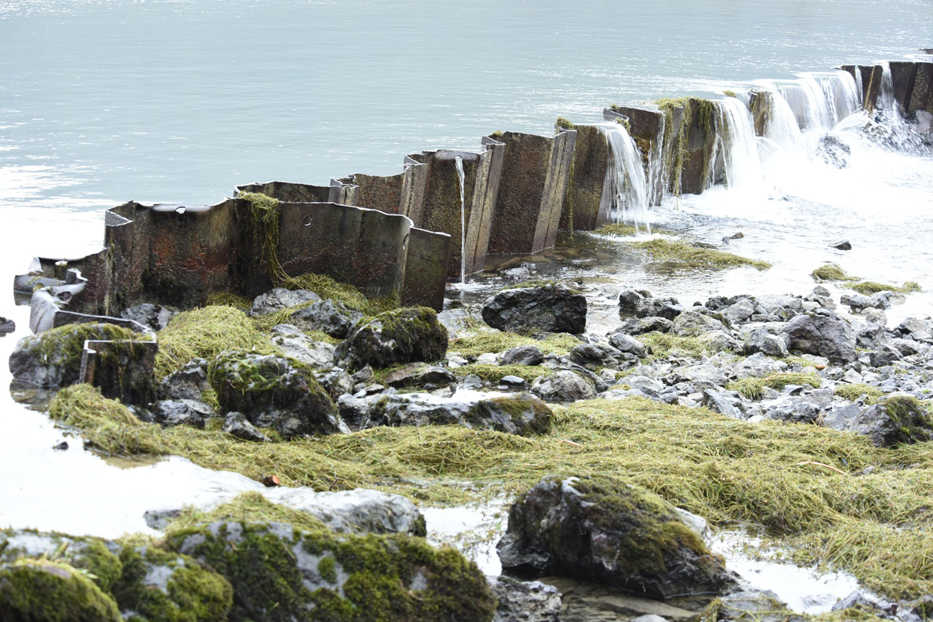 Strands of Elodea spew out of the Eyak Lake spillway in Cordova during March 2015. Rapid management response to early detection of Elodea in Stormy and Daniels Lakes makes this an unlikely future scenario on the Kenai Peninsula. (Photo by J. Morton)