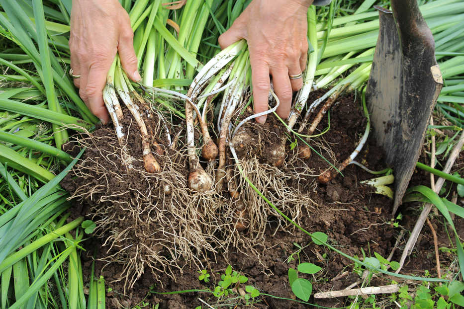 This undated photo shows flowering bulbs in New Paltz, N.Y. Over time, spring flowering bulbs, especially narcissuses like the ones shown here, can multiply to the point of becoming overcrowded, at which time they need to be dug up, separated, and replanted. (Lee Reich via AP)